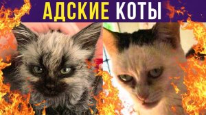 АДСКИЕ КОТЫ))) Приколы