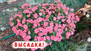 Высадка бальзаминов Уоллера на ПМЖ для улицы и для дома. Для пышного цветения