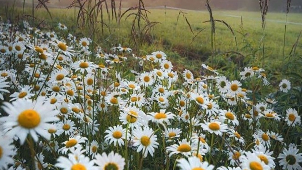 СП Носочки для лета 3 Вступление с Еленой Велиной