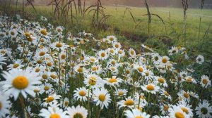 СП Носочки для лета 3 Вступление с Еленой Велиной