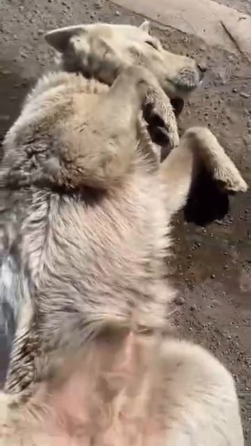 ОЧЕНЬ СИЛЬНО ИЗМОЖДЕНА ‼️Наро-Фоминский р-н Таширово‼️ 
прибилась/потерялась/выкинули белую девочку…