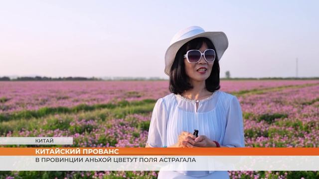 Китайский прованс: в провинции Аньхой цветут поля астрагала