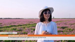 Китайский прованс: в провинции Аньхой цветут поля астрагала