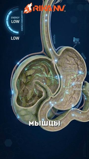RikaNV познавательный: Ленивец — затаившийся мастер маскировки: секреты выживания в джунглях
