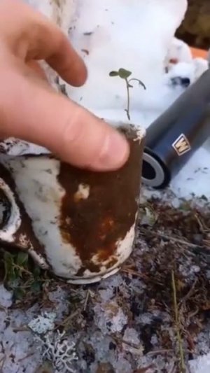 коп по войне. Нашли чашку в блиндаже.