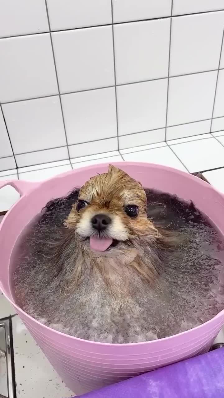 #животные #видео #Милые