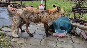 (1259) Лиса приходит в гости. Апрель 2026