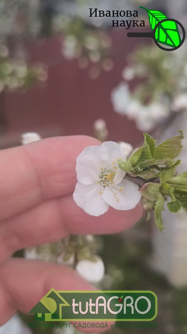 🍎 ОБЯЗАТЕЛЬНАЯ и ГЛАВНАЯ ОБРАБОТКА САДА ВЕСНОЙ. Срочно сделайте ЭТО, чтобы не остаться без урожая.
