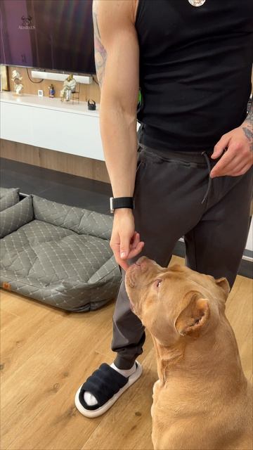 Эта кошка умнее многих людей! Её способности вас поразят 🙌