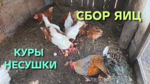 Результат эксперимента по кормлению кур-несушек становится все лучше