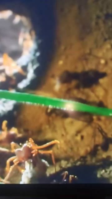 ОНИ СПОСОБНЫ НА ВСЁ