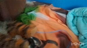 тиг тиг и капибара 1 серия