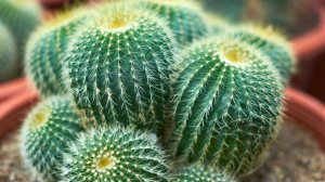 День кактусовода. Такое утро