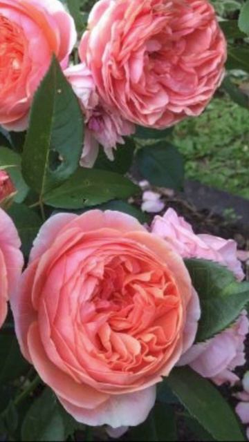 Роза, которая обманула всех… 🧐🥀 #shorts #цветы