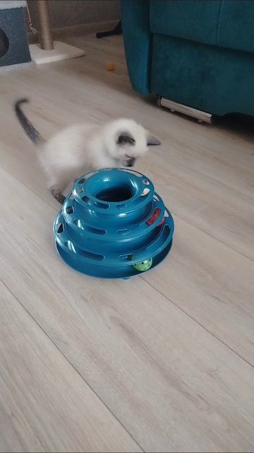 Симба играет с шариками