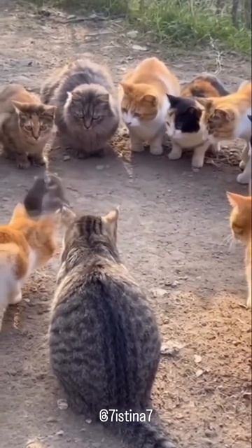 Кото-развлекуха…😸