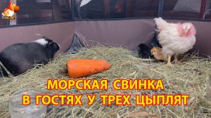 Морская свинка в гостях у трех цыплят