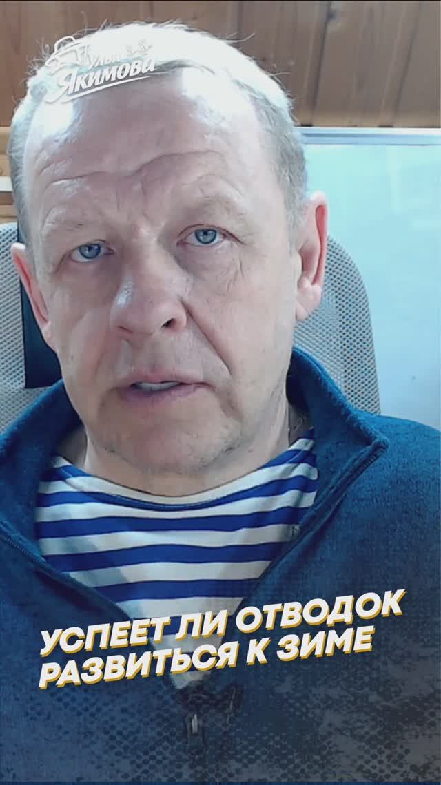 Сроки формирования сильных отводков пчёл