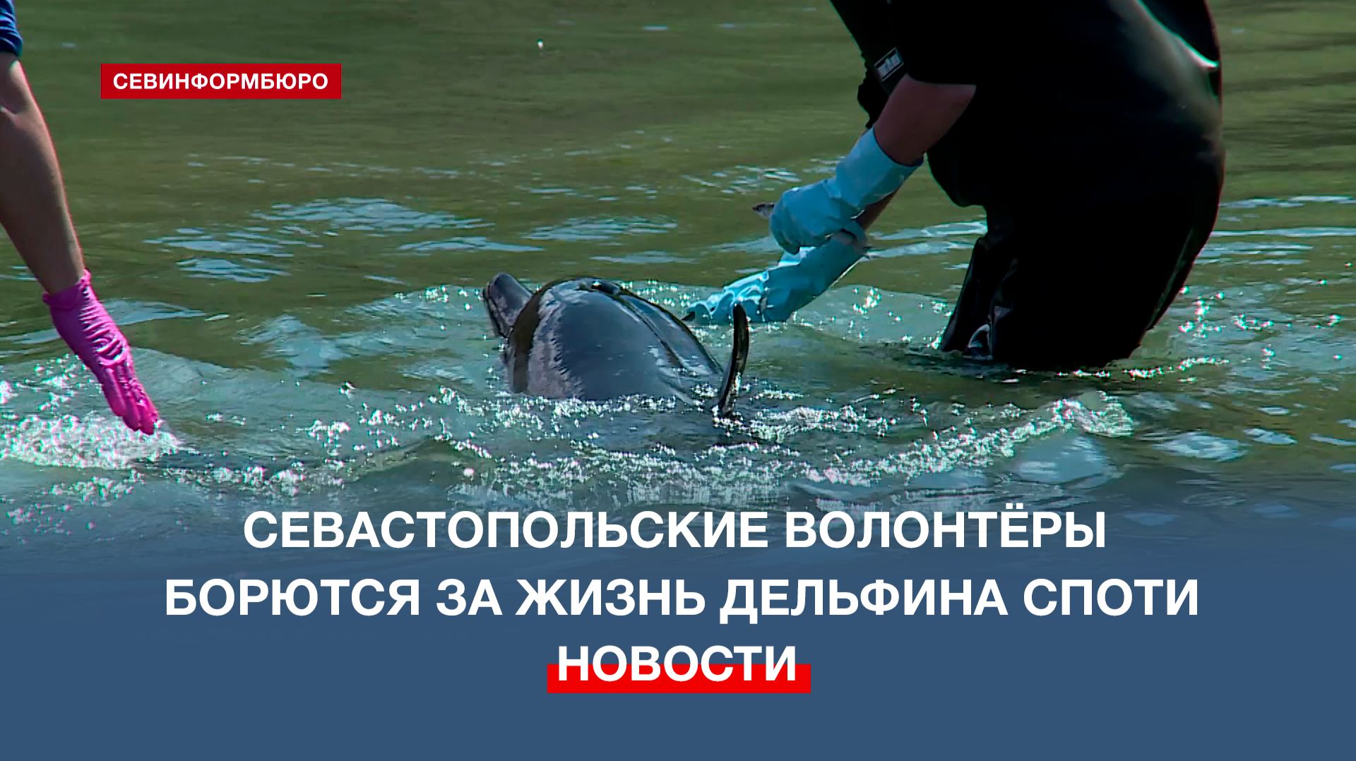 Севастопольские волонтёры борются за жизнь дельфина Споти