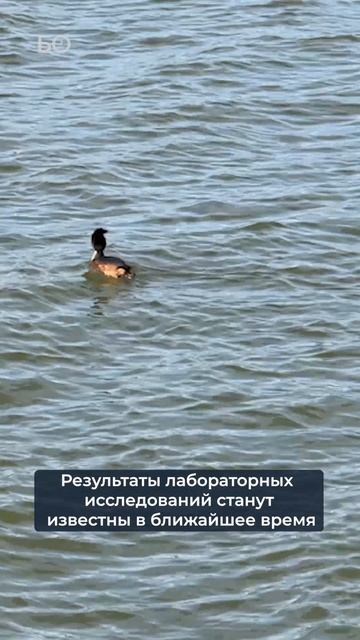 Озеро Кабан в Казани покрылось пеной #кабан #пена #казань