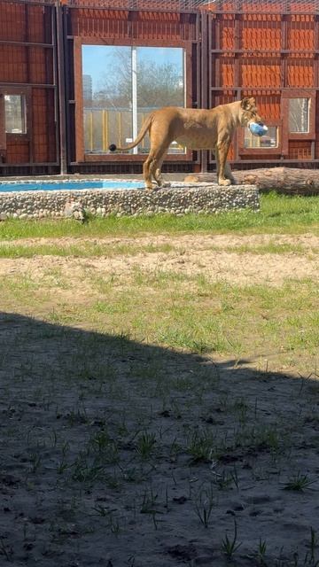 Смотри Шерхан как надо!