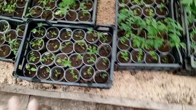 дела домашние 23апреля