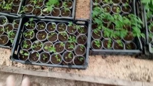 дела домашние 23апреля