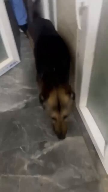 ❗🆘❗ СПАСИ ИХ 🙏 СТАНЬ КУРАТОРОМ❗ ПОСТ В ОПИСАНИИ 🎥  #собака #animals #спасение #любовь #овчарка