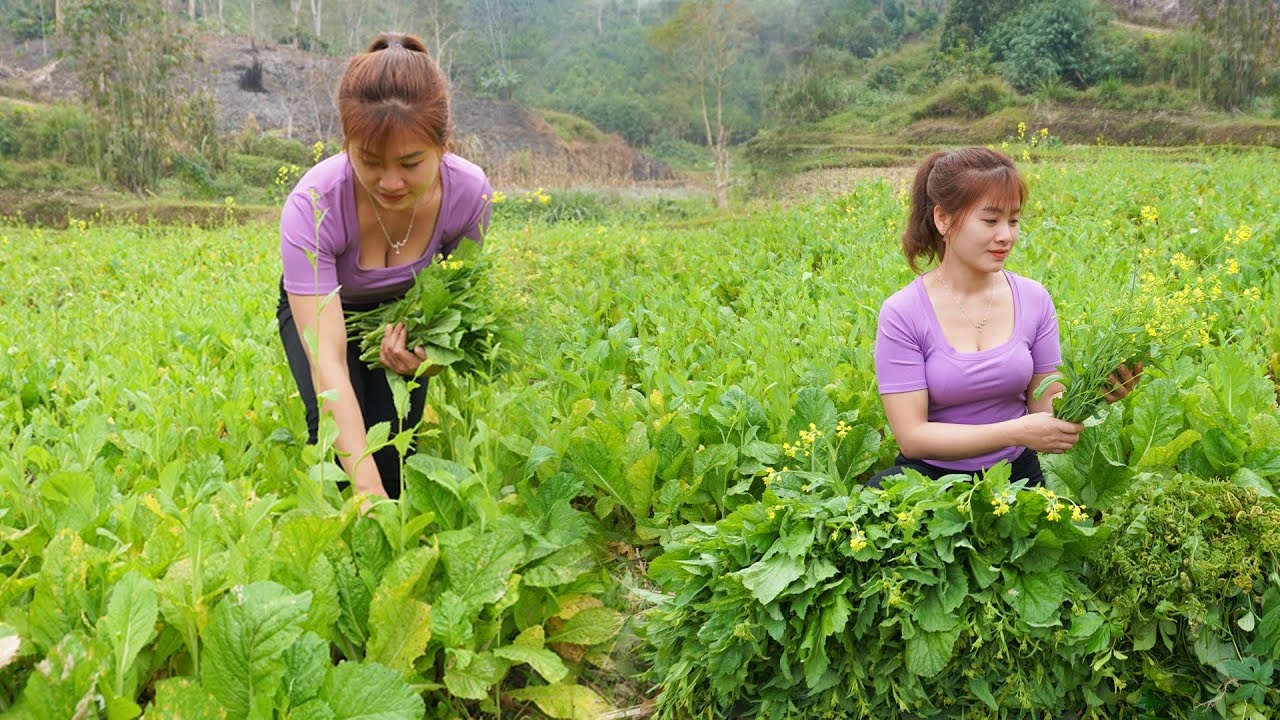 Собираю зелень горчицы на продажу. Нхат. Жизнь во Вьетнаме