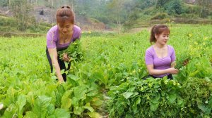 Собираю зелень горчицы на продажу. Нхат. Жизнь во Вьетнаме