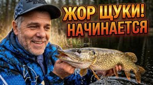ЖОР ЩУКИ НАЧИНАЕТСЯ! 🔥 Рыбалка на лесных речках | Ловля щуки на спиннинг