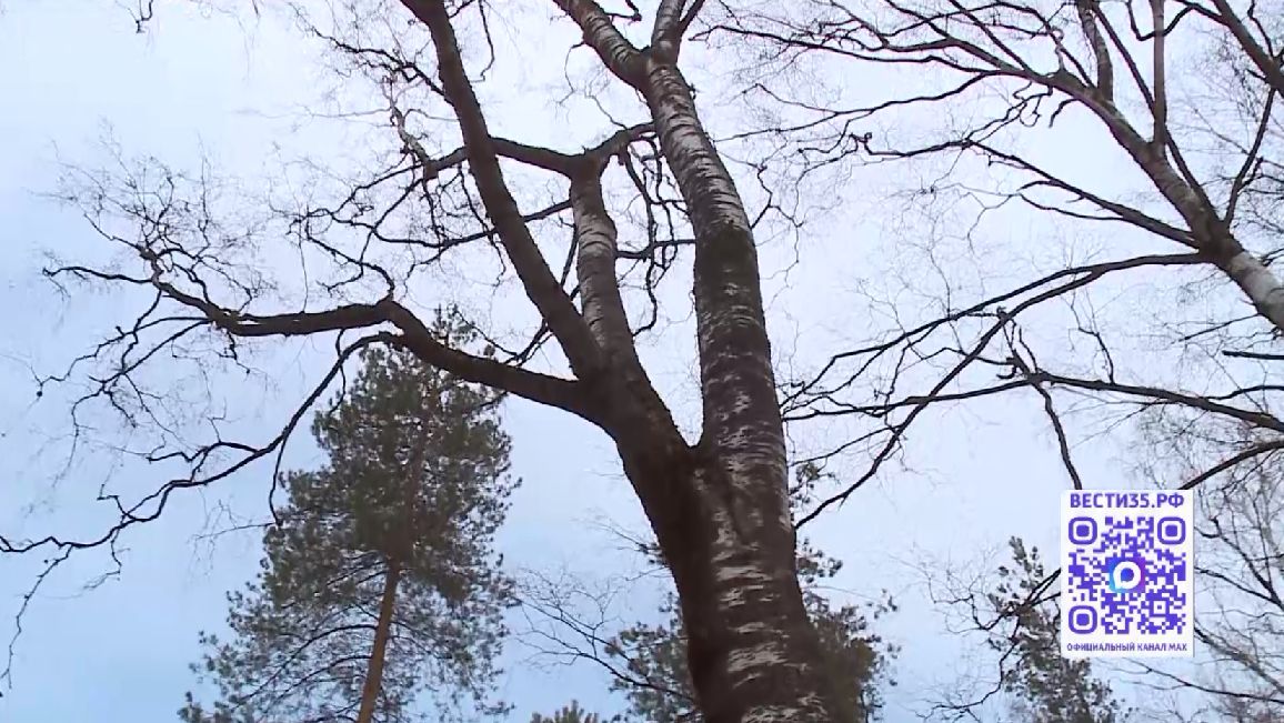 Синоптики рассказали о погоде в Вологодской области