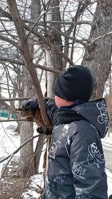 кот на дереве 🌳