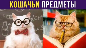 КУСЕМАТИКА И ЛОТОЧКОЗНАНИЕ)) Приколы с котами