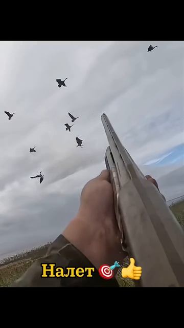 Шикарный налет гусей 🎯