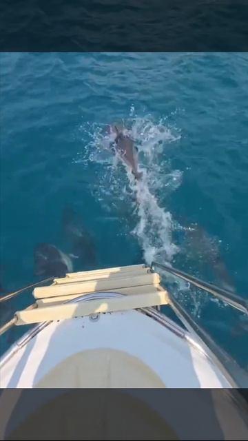 Морская прогулка в сопровождении дельфинов