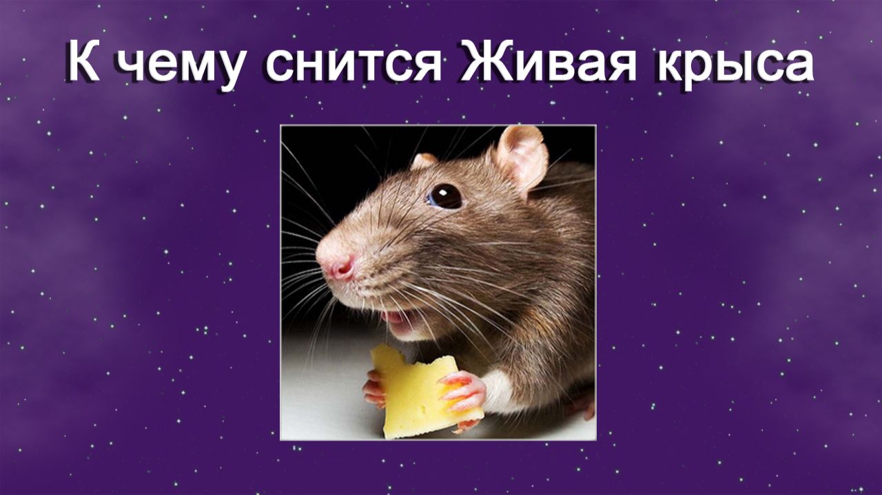 К чему снится Живая крыса - толкование сна