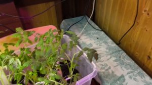 Сортирую рассаду, лишнюю отдам.