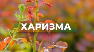 Харизма. Магнетизм. Обаяние | Саблиминал