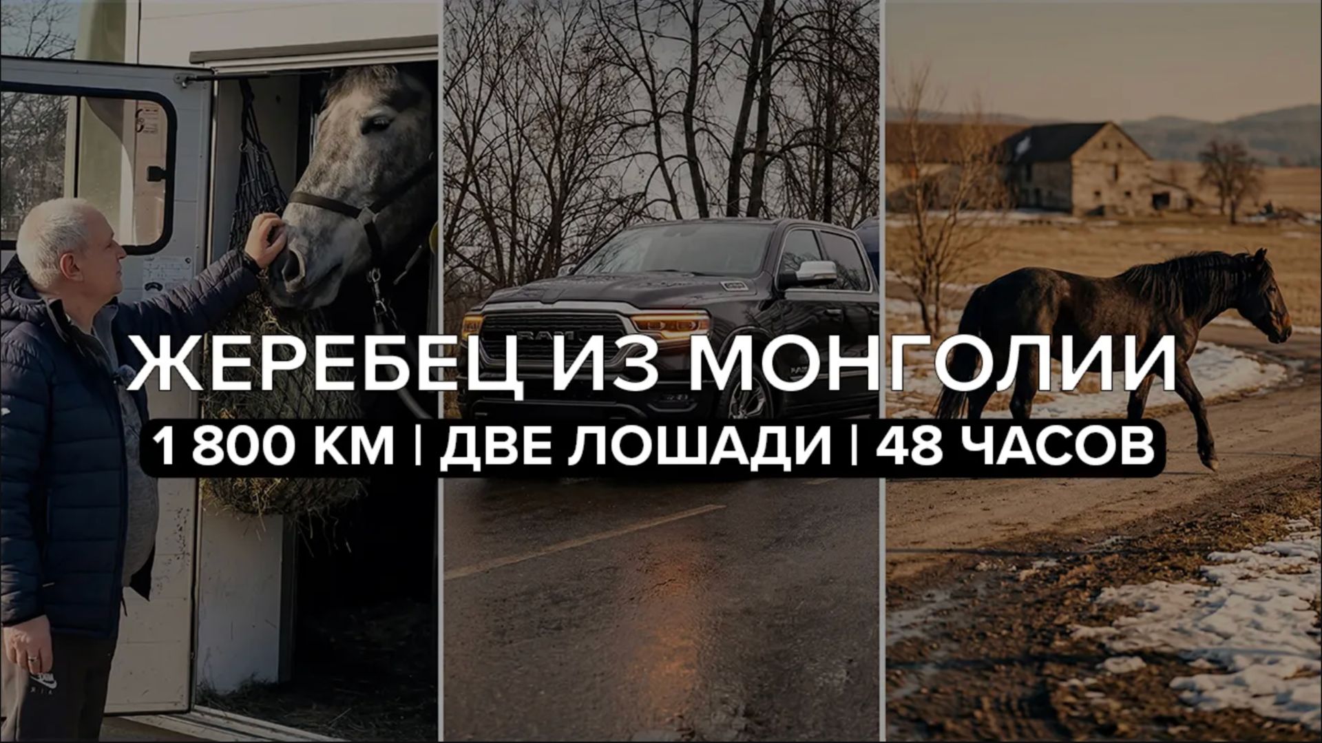 ЖЕРЕБЕЦ ИЗ МОНГОЛИИ — 1800 КМ ЗА 2 ДНЯ | ВезУнчик