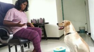 Dog suchu food reaction very funny,🤣🤣