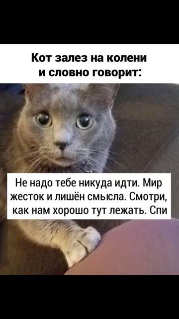 Орём) Приколы с котами