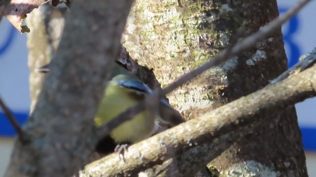 Синичка / Трепыхание крыльев.