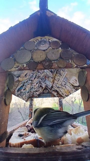 1000016161.mp4Жизнь кормушки.23.04.2026г.