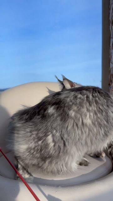 Jakonda Mos Lakshestar 7 месяцев мейн кун