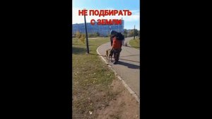 ДРЕССИРОВКА СОБАК.