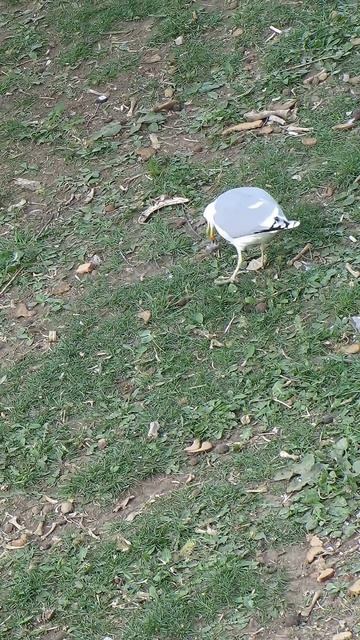 Местная хромая серебристая чайка