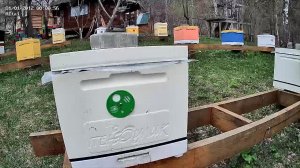 ТВОИ ПЧЁЛЫ - жизнь пчёл в прямом эфире