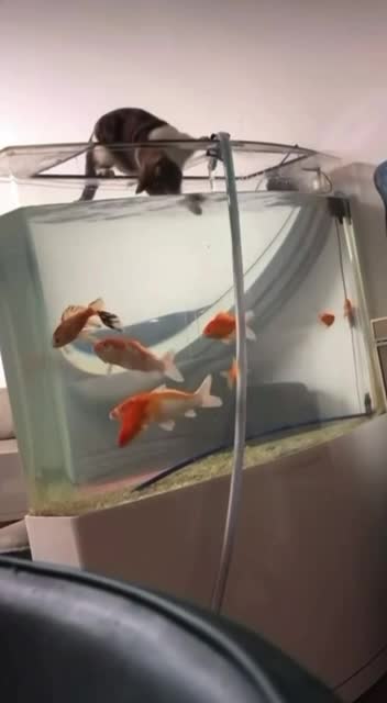 #животные #Милые #видео