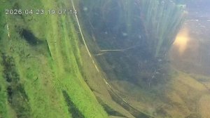 Жизнь в пруду